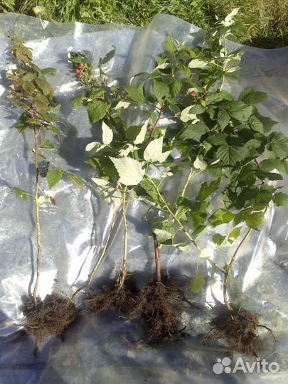 Рассада малины