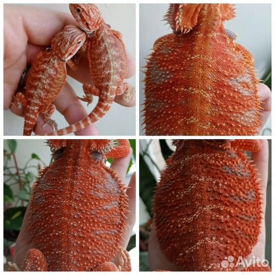 Яркие малыши бородатой агамы 50%ред)