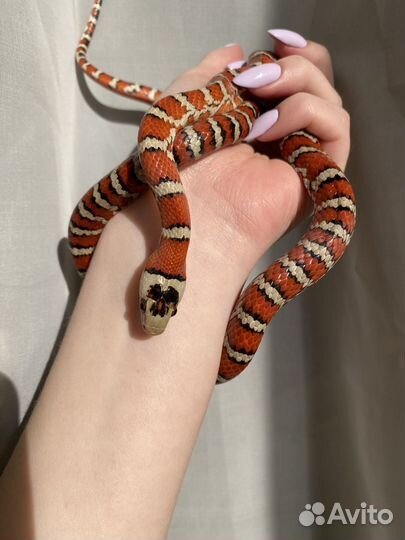 Королевская змея, полоз