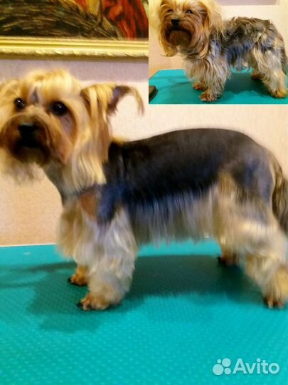 Стрижка Собак Кошек. Быстро и Качественно