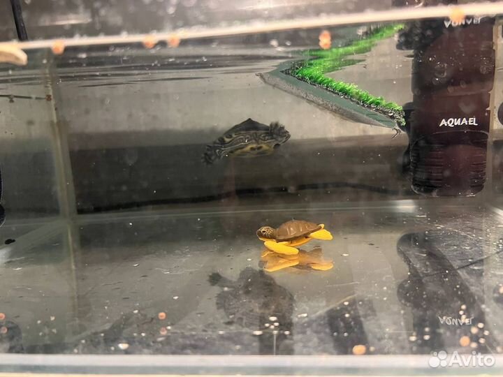 Черепашка маленькая