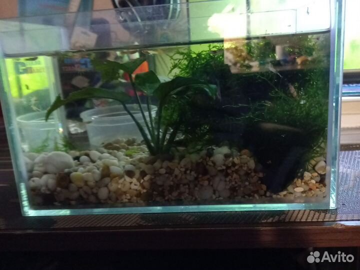Аквариум