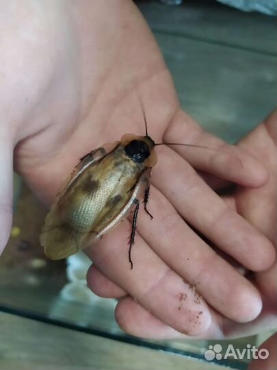 Кормовые тараканы