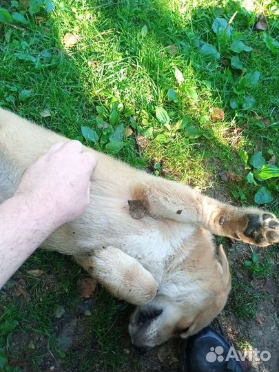 Собака в добрые руки