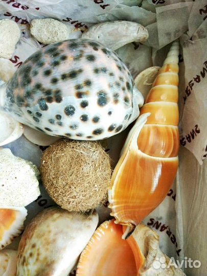 Раковины морские. Большая коллекция