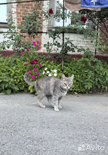 Отдадим кошечку в добрые руки