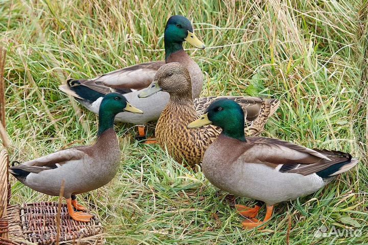 Продаются дикие подсадные утки