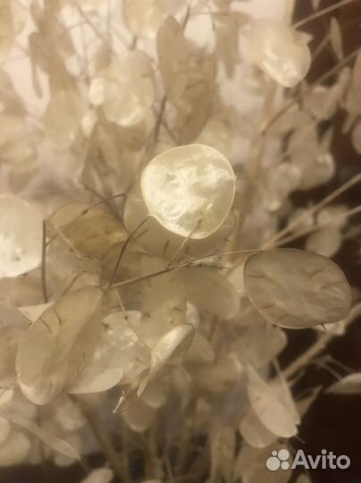 Цветы сухоцветы и семена лунарии