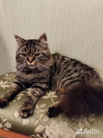 Кошка