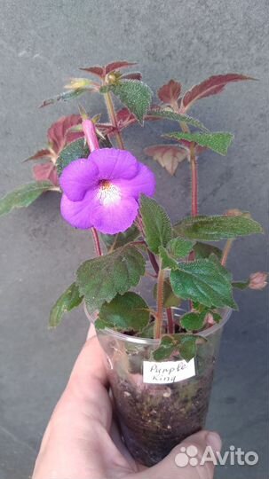 Ахименес сорт Purple King