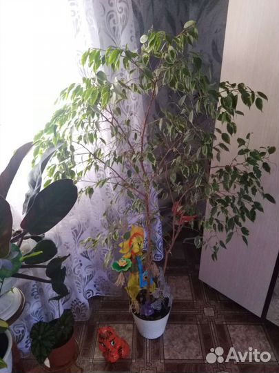 Фикус Бенджамина