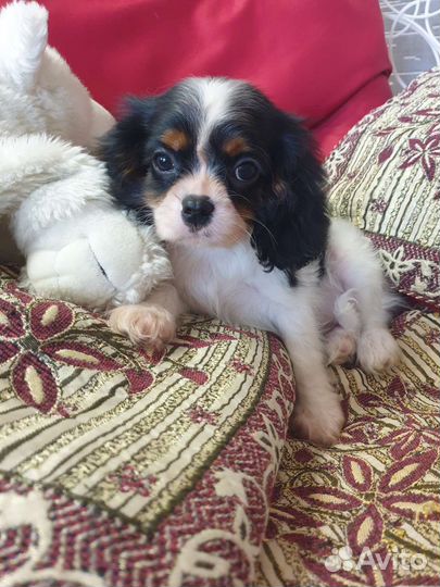 Кавалер кинг