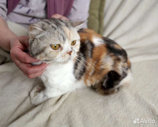 Адель в добрые руки