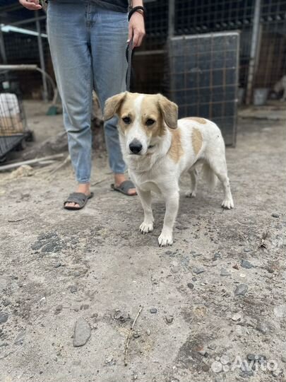 Собака из отлова в добрые руки