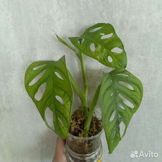 Монстера адансона вариегатная