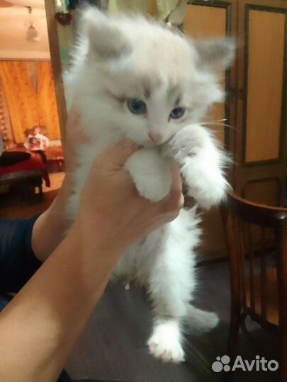 Кошка в дар