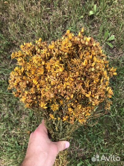 Травы для бани. Веники для бани