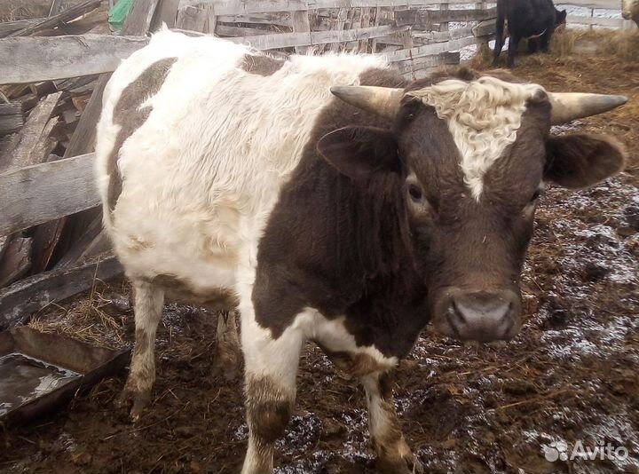 Быки на мясо