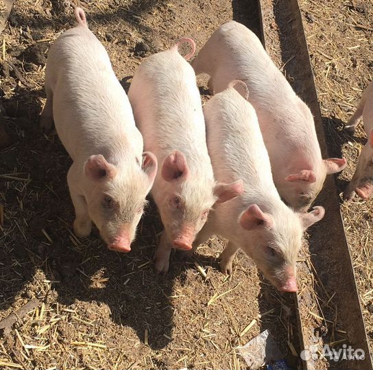 Поросята