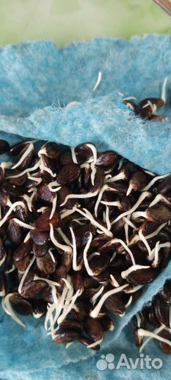 Продаю семена арбуза