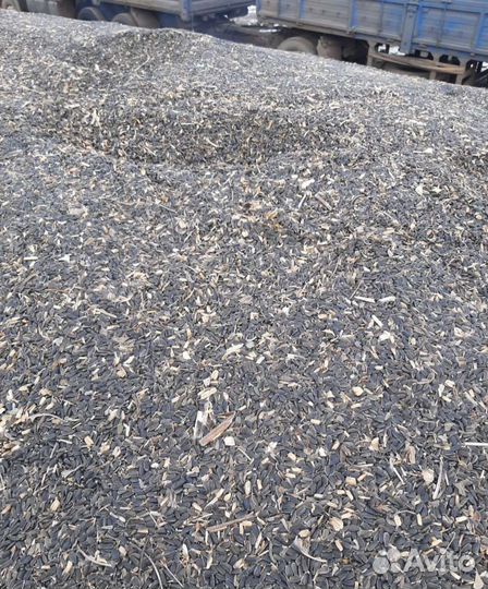 Зерно пшеница семечки ячмень овёс кукуруза горох