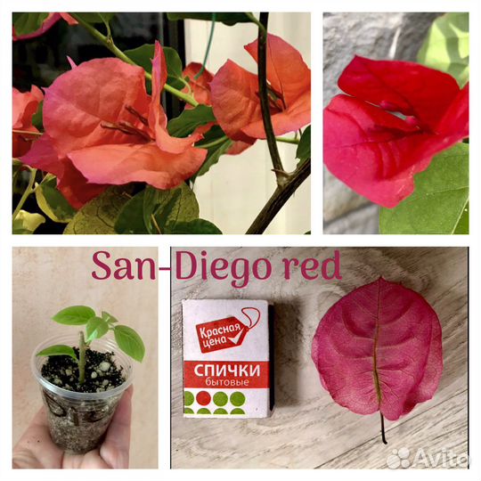 Бугенвиллия