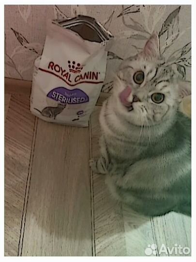 Royal canin regular sterlised 37