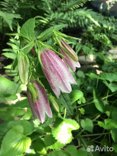 Гравилат, колокольчик, монарда