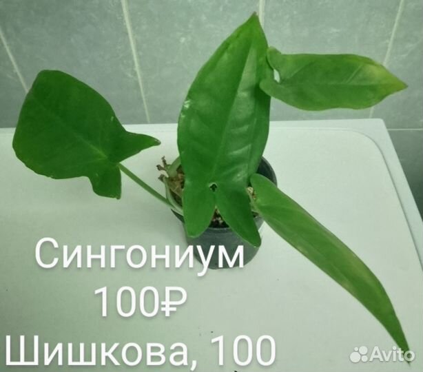 Комнатные растения