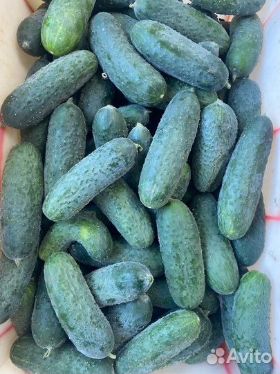 Помидор розовый мелкий, огурец Миринда некондиция