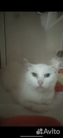 Турецкая ангора кхао мани белая кошка