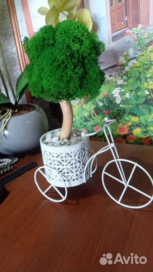 Топиарий мох