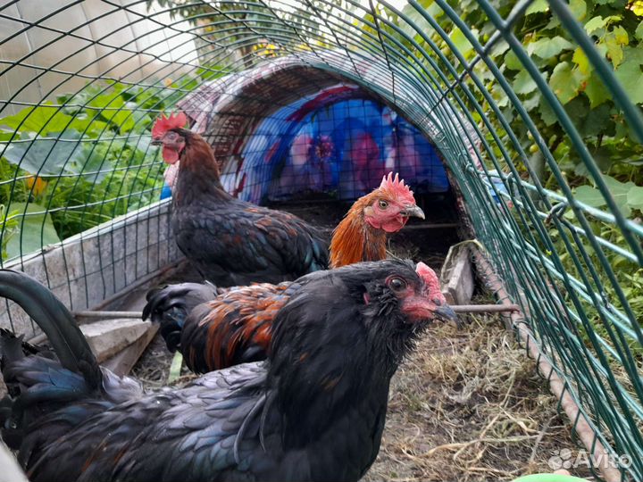 Петушки породы Маран и Амераукана