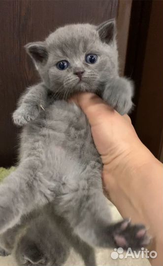 Британские котята