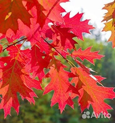 Дуб красный саженец