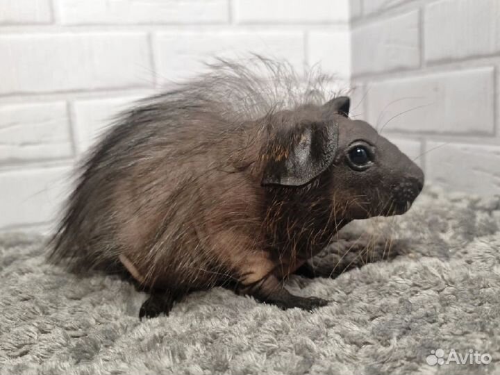 Морские свинки болдуины детки с доставкой