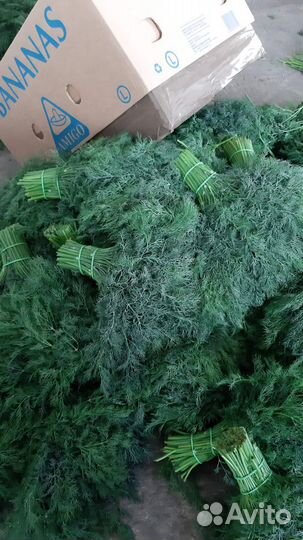 Свежая зелень