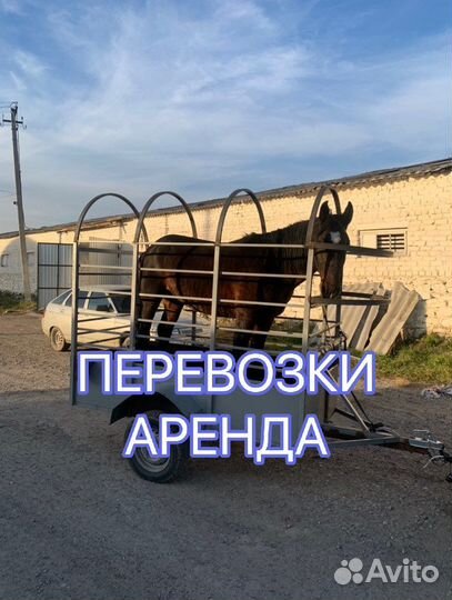 Коневозка.Перевозка животных лошадей крс мрс быки
