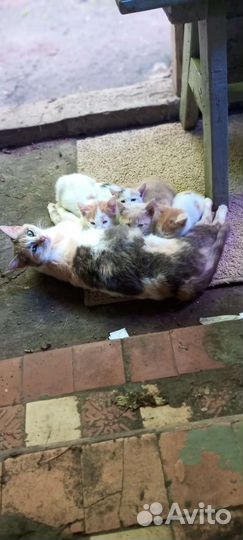 Шестеро котят у трех цветной кошки-крысоловки