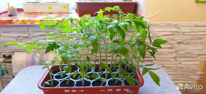 Рассада помидор