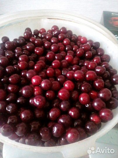 Вишня домашняя