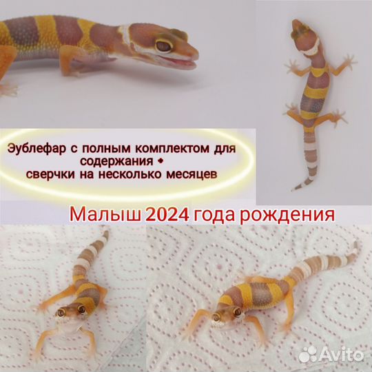 Эублефар 2024 года с полным комплектом