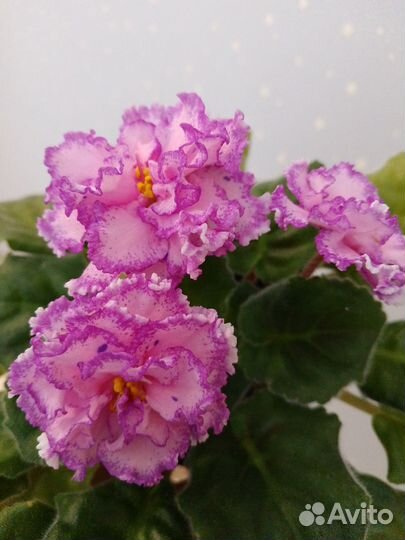 Фиалки детки