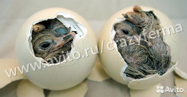 Инкубатор страусиный