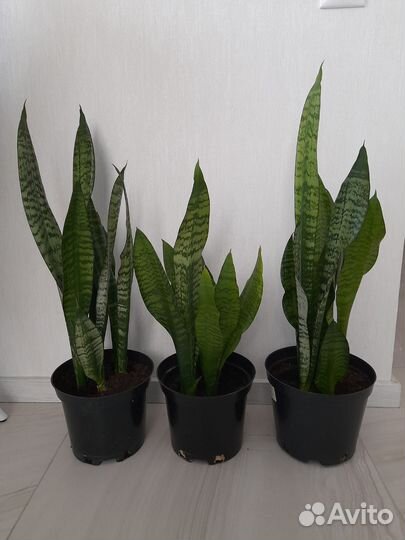 Сансевиерия