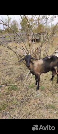 Нубийские козы