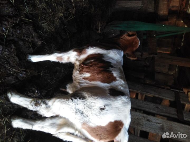 Телята, тёлочки