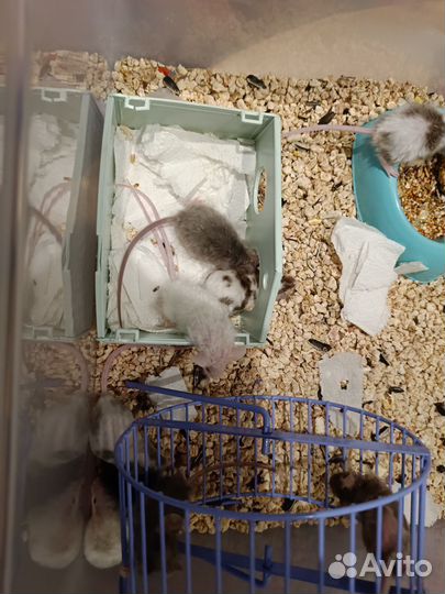 Мышь тексель кудрявые