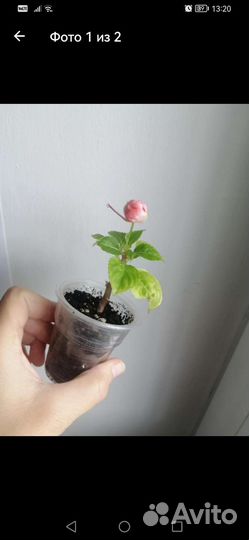 Кактус, бальзамин, колеус