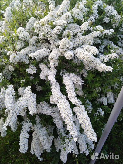 Кустарники, цветы